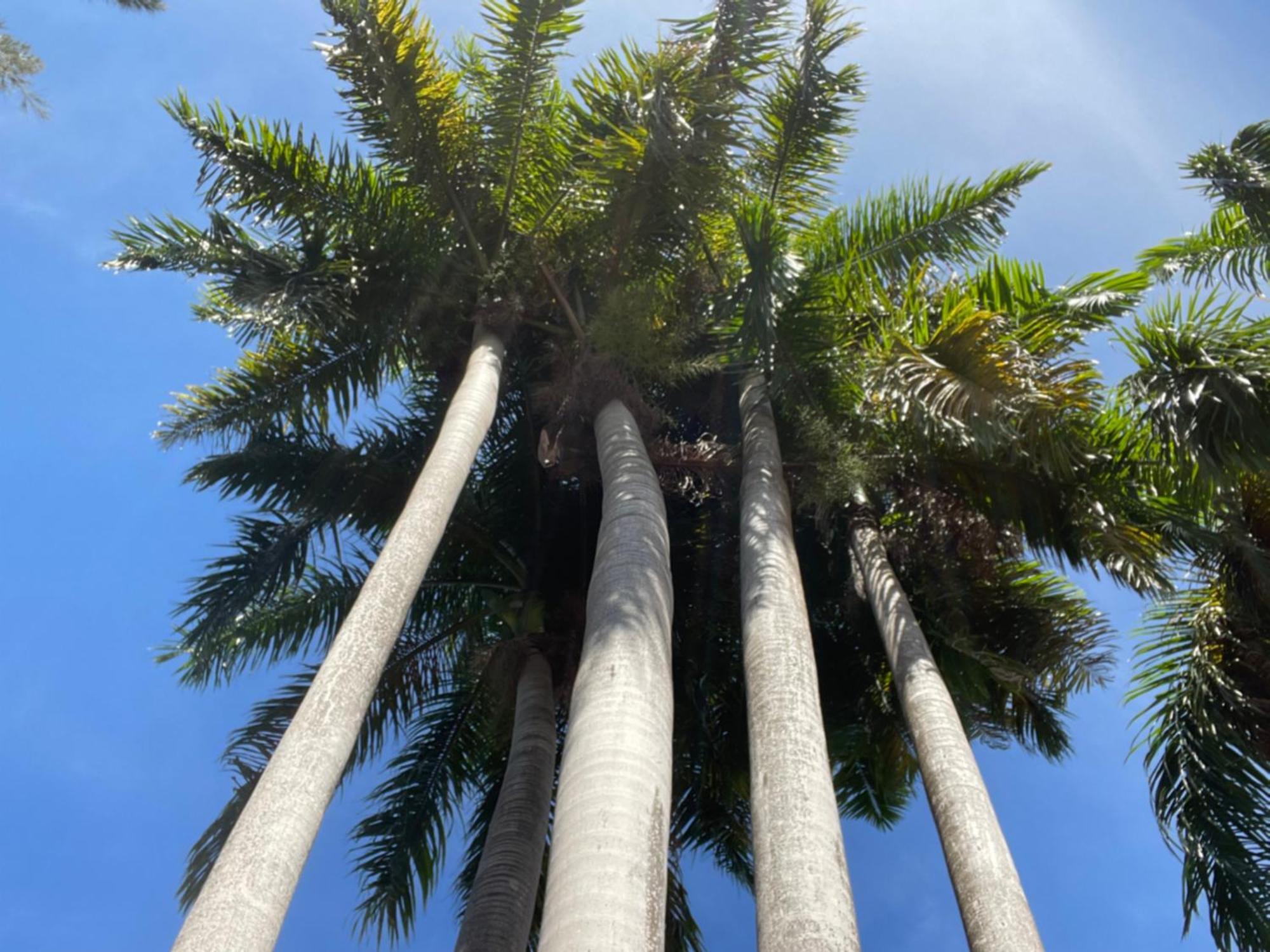 Peaceful Palms Montego Bay Hotel Exterior foto